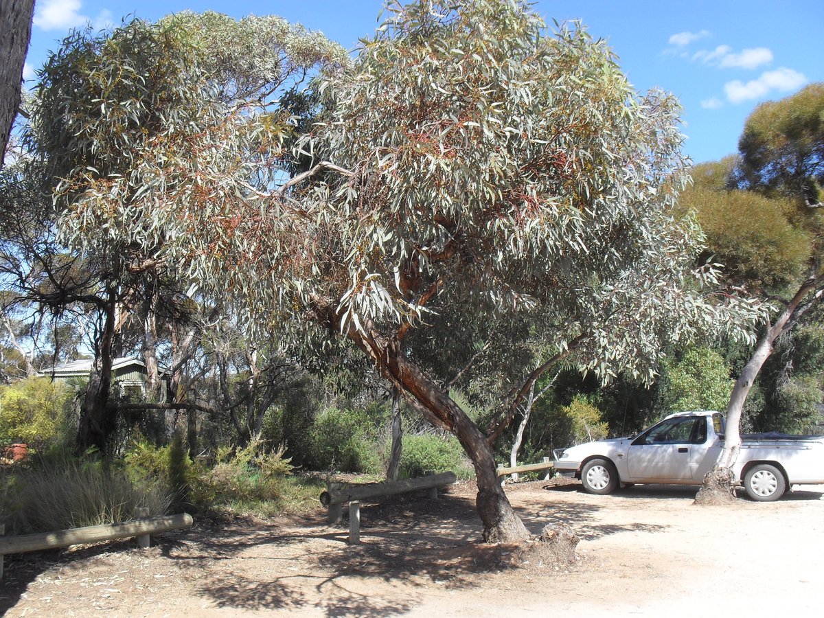 Euclayptus cyanophylla.JPG